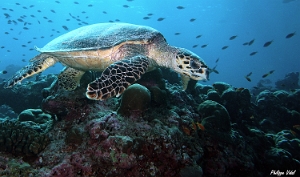 Maldives 2021 - Tortue imbriquee - Hawksbill turtle - eretmochelys imbricata - DSC00339_rc